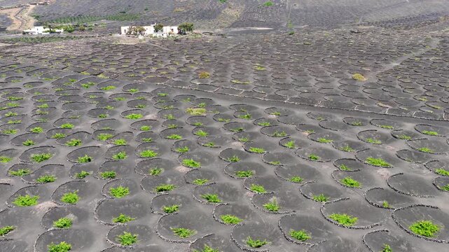 Aerial View of La Geria Lanzarote Volcanic Vineyards and Malvasia Wine Production Valley