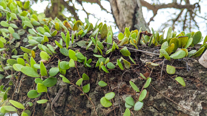 Small green epiphytic leaves growing on a rough, textured tree trunk in a tropical natural environment. © Maule