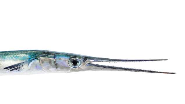 Garfish or Needlefish, sea needle, Belone belone, isolated on white background, clipping path