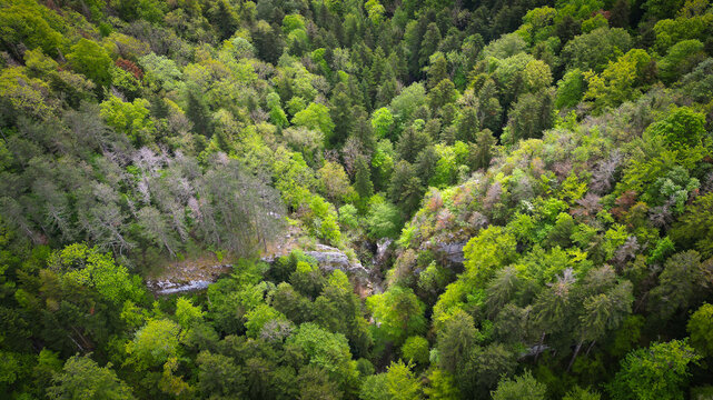 Aerial view of the Portes Sarrazines rocky gorge nestled within a dense green forest of mixed trees in Gex, Auvergne-Rhone-Alpes, France.