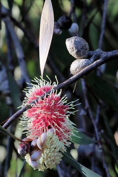 Pincushion Hakea (Hakea laurina) flower, fruit  and foliage South Australia