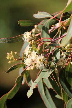Season&rsquo;s first flowers and buds of Pink Gum (Eucalyptus fasciculosa). Australian native tree.