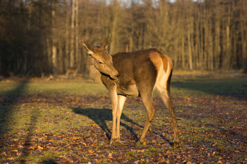 Naklejka premium Isolated close-up of a photogenic red deer hind in a forest clearing at sunset | Cervus elaphus