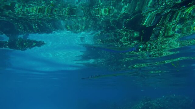 Full Beak or Red Sea houndfish, Tylosurus choram, swimming in clear turquoise water with reflections on the surface at calm time, close up