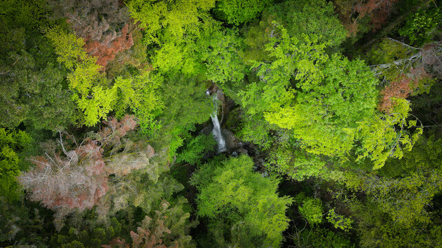 Aerial view of the Portes Sarrazines waterfall cascading through a dense forest with vibrant green and reddish foliage in Gex, Auvergne-Rhone-Alpes, France.