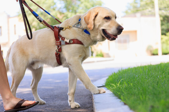 Service dog helping a woman with visual impairment at a curb