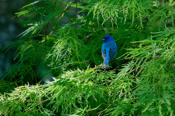 Fototapeta premium Perched Indigo Bunting in Green Bush