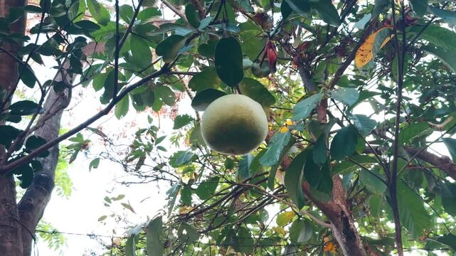 Ripening pomelo fruit hanging from a tropical tree branch, surrounded by lush green leaves, signifying growth, abundance, and healthy eating in its natural outdoor habitat