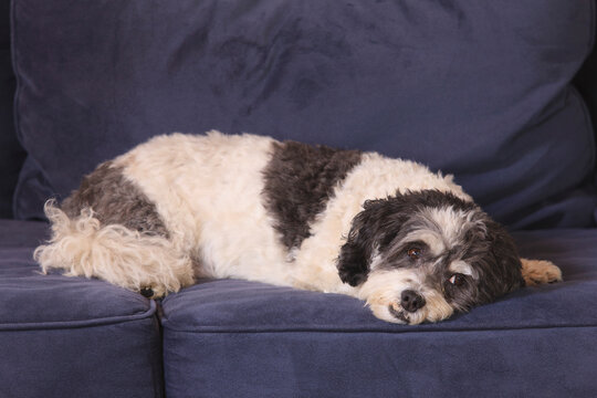 Service Dog resting on couch