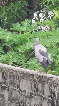 Vertical footage of Asian Openbill stork Anastomus oscitans preening on weathered brick wall with tropical papaya leaves and lush foliage background