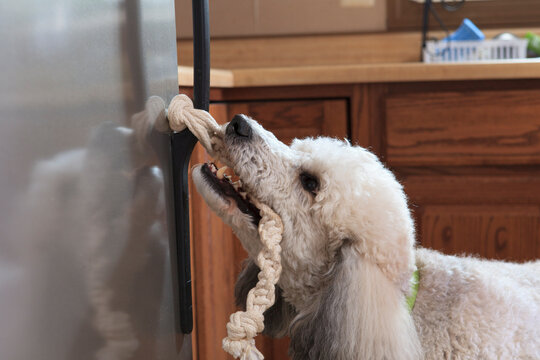 Poodle service dog opening a refrigerator with a handle
