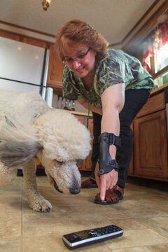 Poodle service dog picking up a TV remote