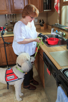 Poodle service dog with his master at the kitchen sink