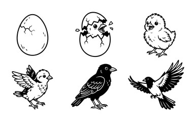 Bird Life Cycle Stages: Egg to Adult Bird, Hatching Chick, Flying Bird, Vector Illustration © Akash