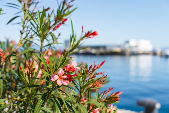 Blooming pink oleander flowers (Nerium oleander) growing beside the waterfront in Rijeka, Croatia. Soft background blur and blue sea create a bright Mediterranean summer atmosphere