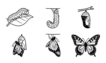 Butterfly Life Cycle Stages, Insect Metamorphosis Vector Icons, Nature Transformation Biology Illustrations © Ahmed