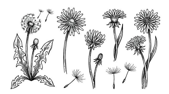 Hand drawn dandelion flower and seed botanical sketch set
