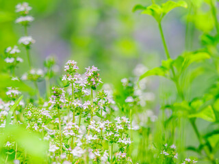 ハーブのある庭。初夏の花壇を彩るコモンタイムの小花。庭の一角の群生。自然風景素材 © STOCK THE WORLD