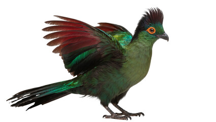 Fototapeta premium Green turaco bird with red wings and crest