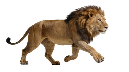 Male lion with mane walking profile view © Ivan