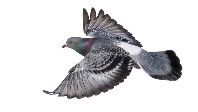 Rock pigeon bird with spread wings flying