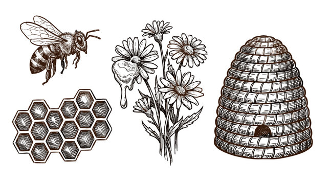 Hand drawn bee flowers honeycomb and beehive vector set