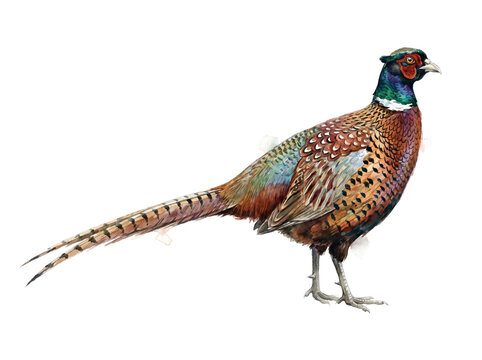 Beautiful common pheasant bird showcasing vibrant iridescent feathers and a long elegant tail in a detailed watercolor illustration style with soft brushstrokes and rich earthy tones set against a cle