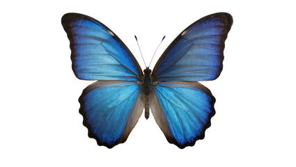 Blue Morpho Butterfly with Iridescent Wings © Ivan