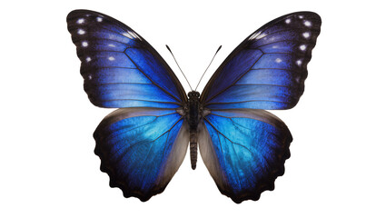 Blue Morpho Butterfly with Iridescent Wings © Ivan