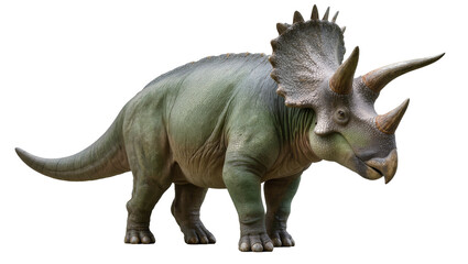 Fototapeta premium Triceratops dinosaur with three horns and frill