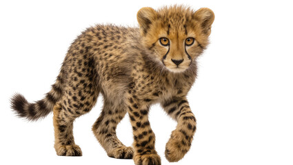 Cheetah cub walking with spotted fur and orange eyes © Ivan