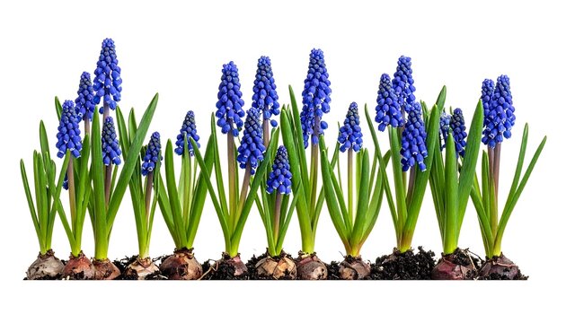 A vibrant row of small, blue grape hyacinth flowers with green leaves and brown bulbs against white background