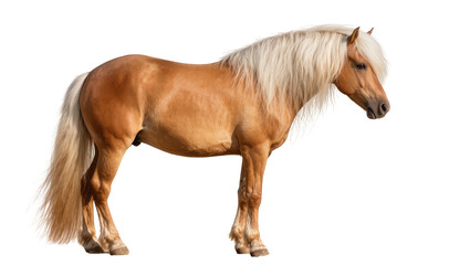 Palomino horse with blonde mane and tail standing © Ivan