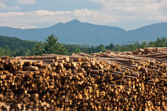 Stack of logs in a forest