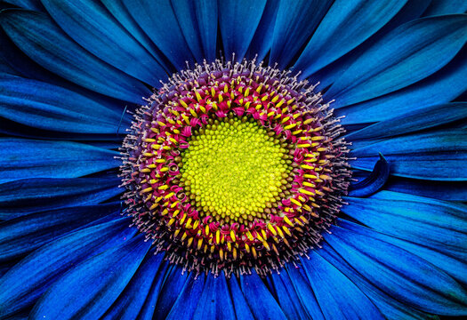 Extreme macro close-up of a blue chrysanthemum flower with a vibrant yellow-green center surrounded by intricate magenta and purple florets. 