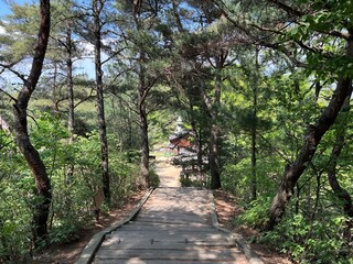 Fototapeta premium Peaceful Forest Path with Wooden Stairs and Pine Trees