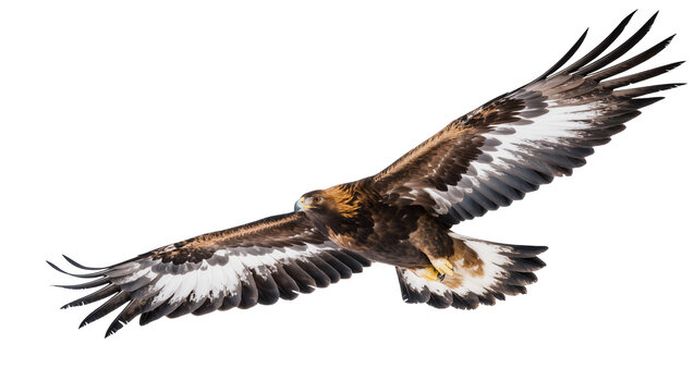 Golden eagle bird of prey in flight with wings spread wide
