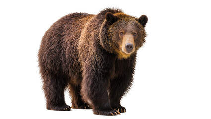 Fototapeta premium Brown grizzly bear standing on white
