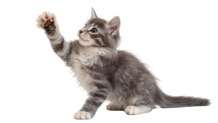 Fluffy grey tabby kitten playing with paw raised © Elena