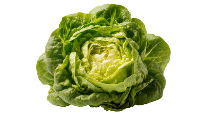 Fototapeta premium Fresh green butter lettuce head with crinkled leaves
