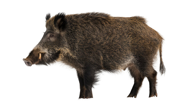 Wild boar with tusks and shaggy fur profile view