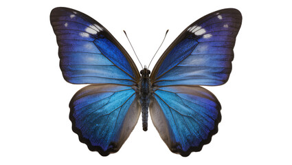 Blue Morpho Butterfly with Iridescent Wings © Elena