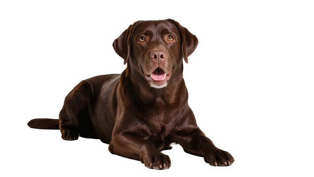 Chocolate Labrador Retriever dog lying down with mouth open