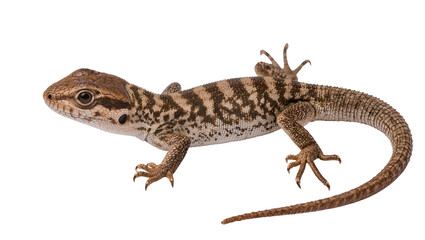 Fototapeta premium Brown and tan patterned lizard with detailed scales and claws