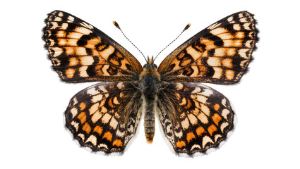 Fototapeta premium Orange and black butterfly with patterned wings