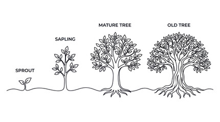 Fototapeta premium Tree Growth Stages: Sprout, Sapling, Mature, and Old Tree Lifecycle