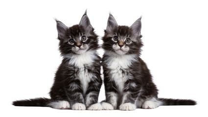 Two Maine Coon kittens with fluffy fur and white chests © Ivan