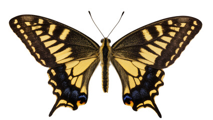Yellow and black swallowtail butterfly with blue spots © Elena