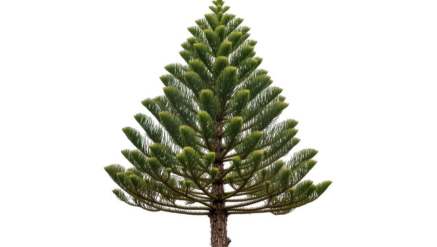 Norfolk Island Pine tree with green needles and brown bark