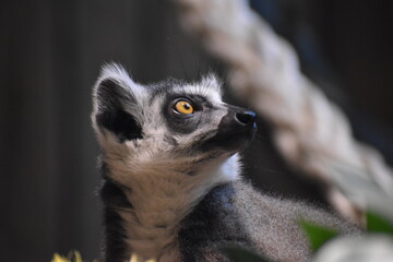 Fototapeta premium Lemur in the zoo